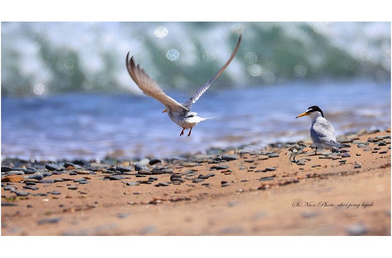 쇠제비 갈매기의 꿈  //
