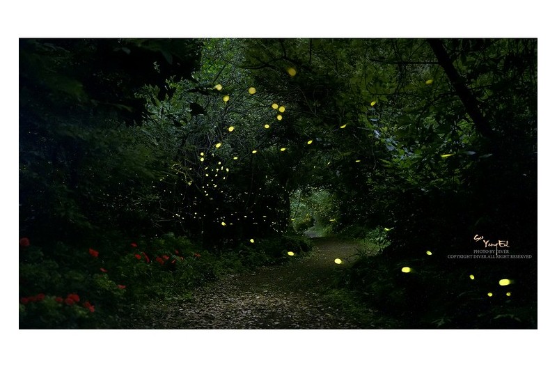 새로운 반디와의 만남