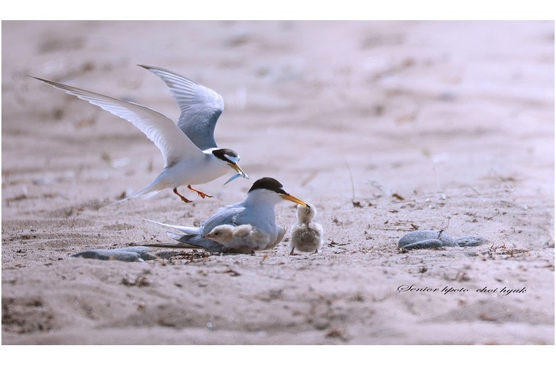 쇠제비갈매기 육추  //