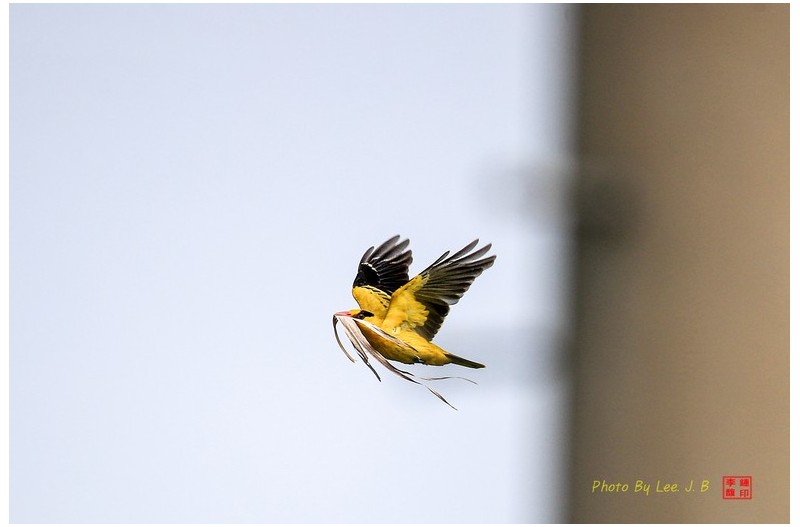 꾀꼬리 둥지 만들기