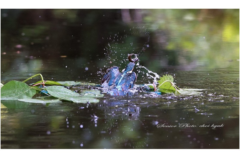 물총새  ㅡㅡㅡㅡㅡㅡㅡㅡㅡㅡㅡ