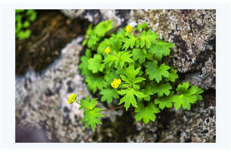 대암산의 이모저모