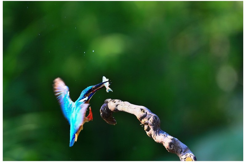 물총새 먹이사냥`