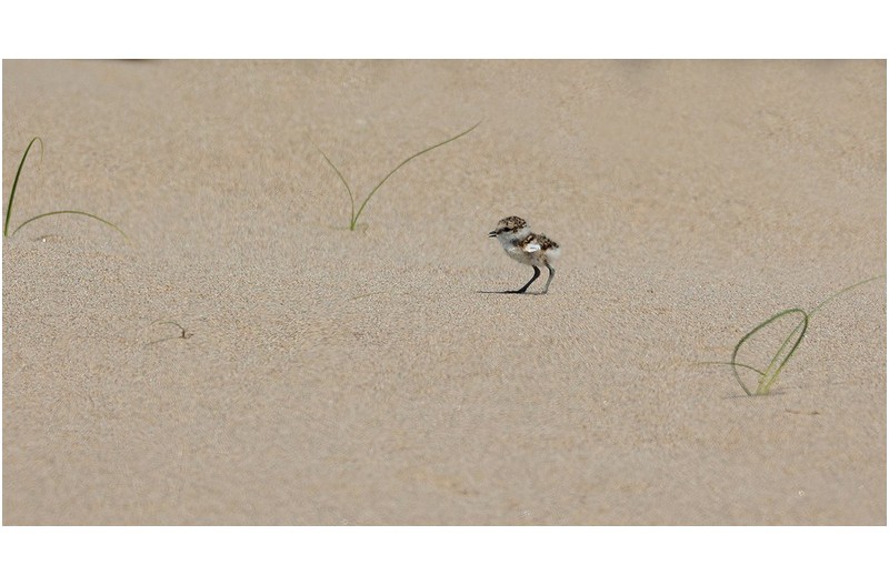 어미잃은 철새  //