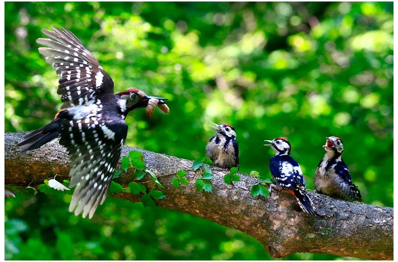 오색딱다구리 이슈`