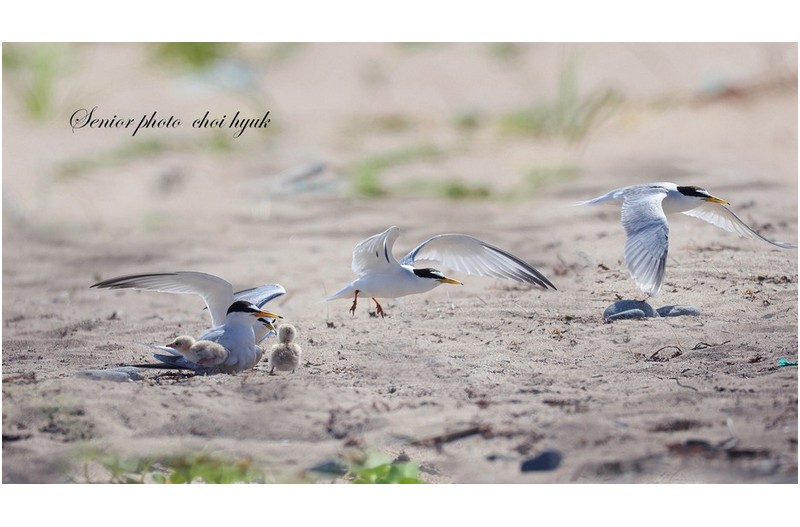 쇠제비 연솟 샷  //