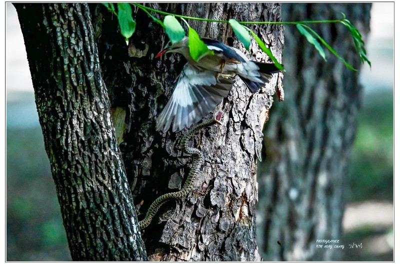): 찌르레기 뱀과의전쟁^^~