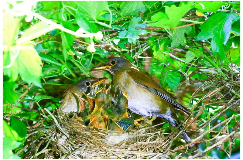 흰배직박기 육추`