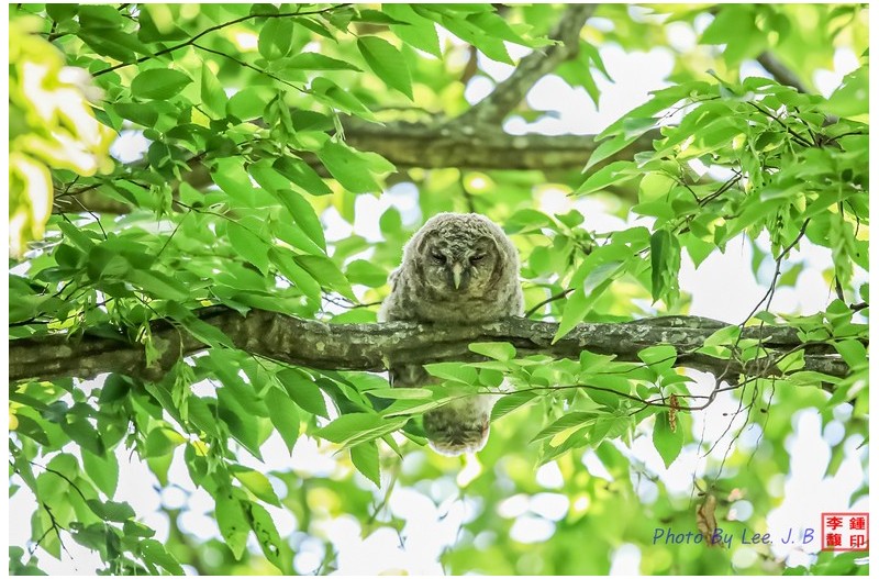 잠을 자고 있는 올빼미