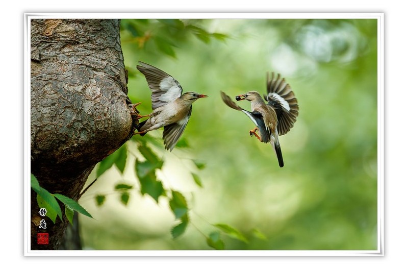 붉은부리찌르레기