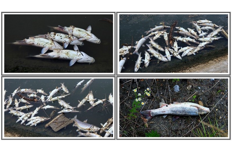 남대천 물고기 사체들