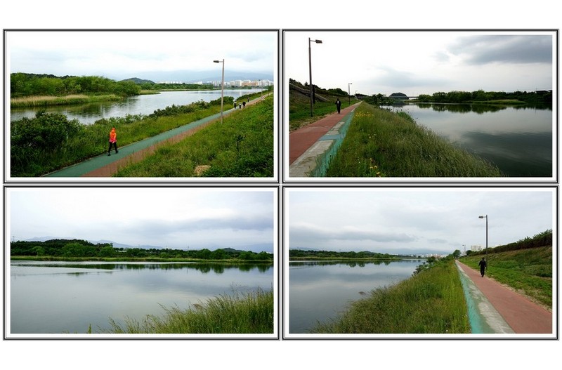 6월 15 일 페사한 물고기 수거 완료