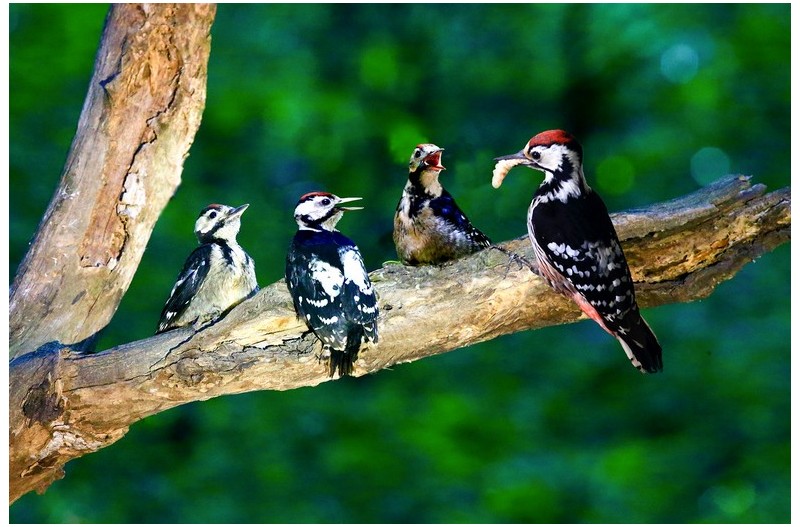 오색딱다구리 이슈`