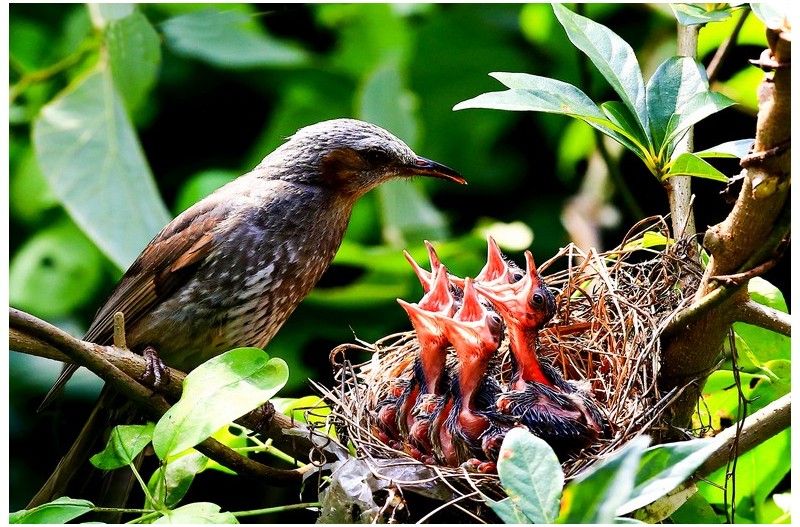 직박구니 육추`