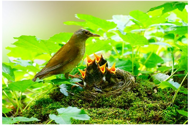 흰배 직박기 뮥추`