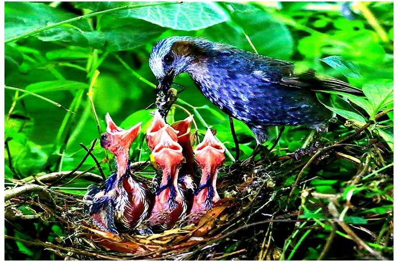 직박구니 둥지`