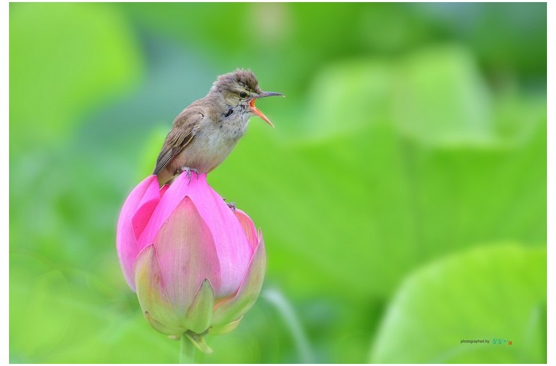 개개비와 놀던 날