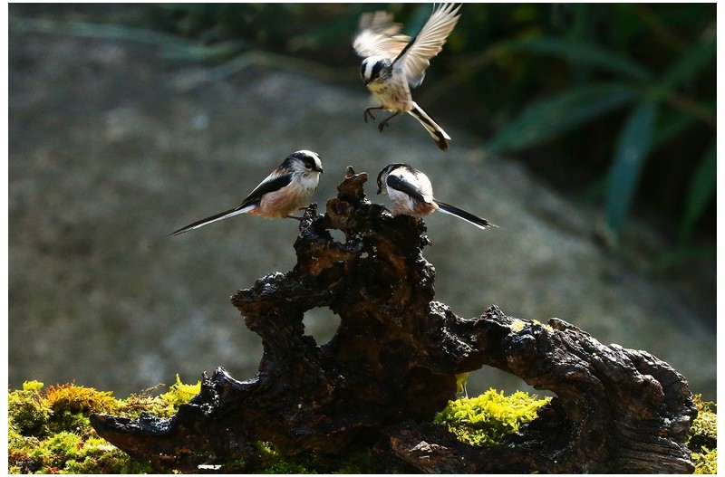 오목누이 동산`