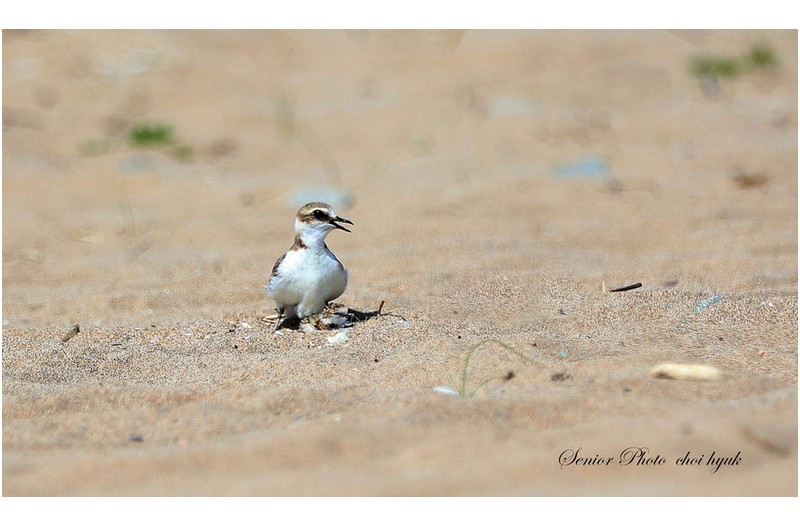 흰목 물때새  //