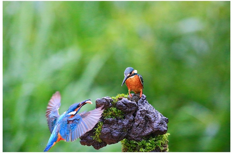 물총새 먹이사냥`