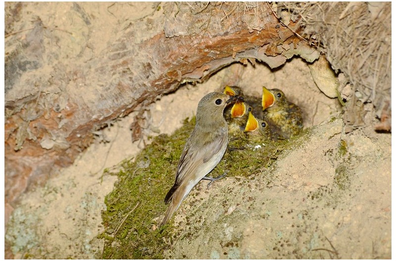 큰유리새 유추`