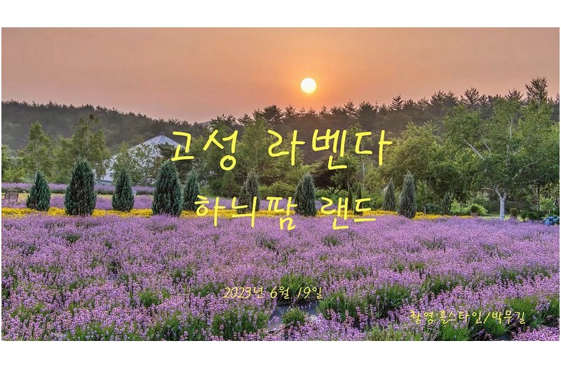 고성 라벤더 하늬팜
