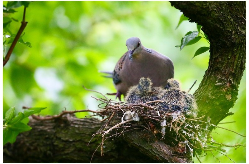 맷비들기 육추`