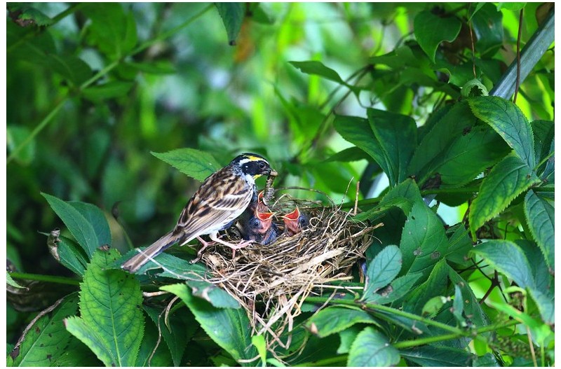 노랑턱 맷새 육추`