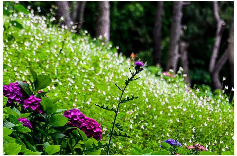 꽃이 있는 식당