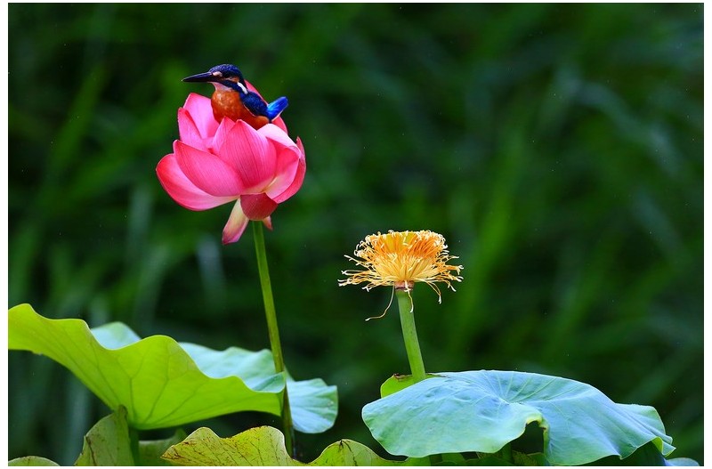 물총새먹이 사냥