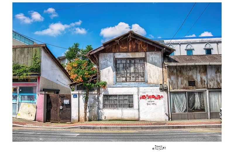 다시 돌아온 자인 능소화