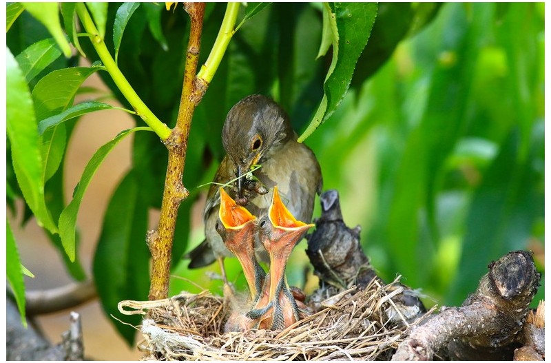 흰배직박기 육추`