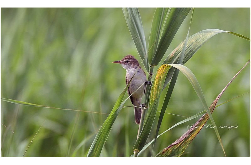 태화뜰에도 개개비 운다  //