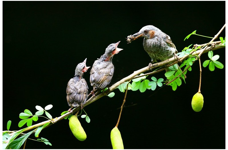 직박구니 육추`