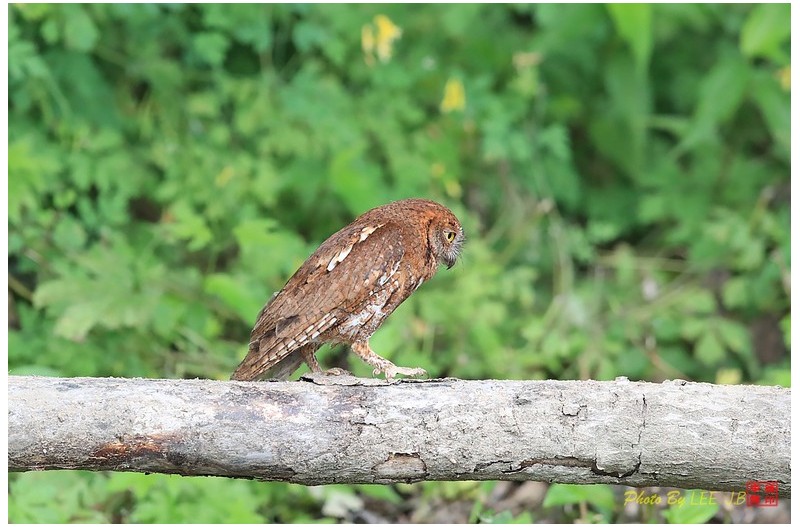 워킹하는 소쩍새