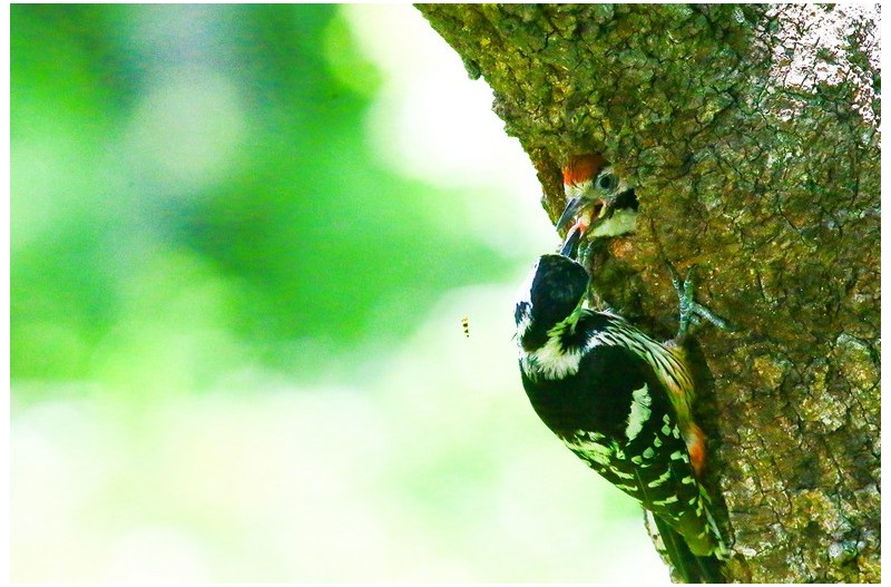 오색딱다구리 육추`