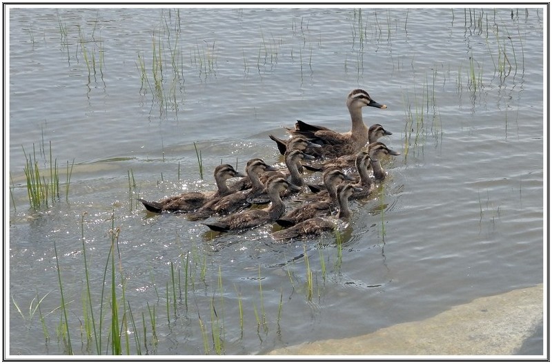 횐죽지검둥오리 가족