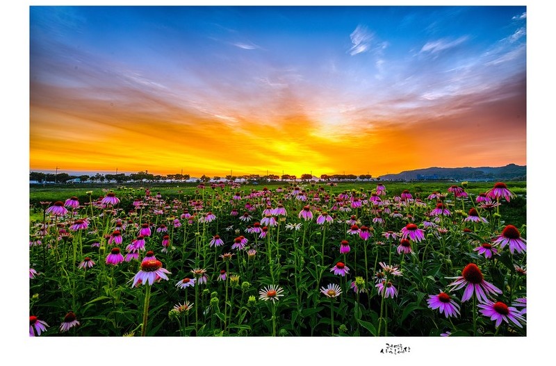 에키네시아 고운 아침