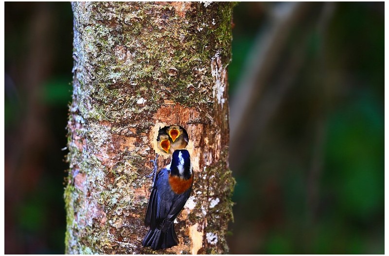 곤줄박이 육추`