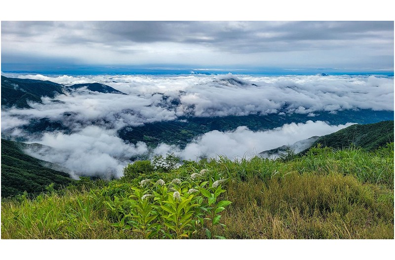 큰까치수염 피면 여름