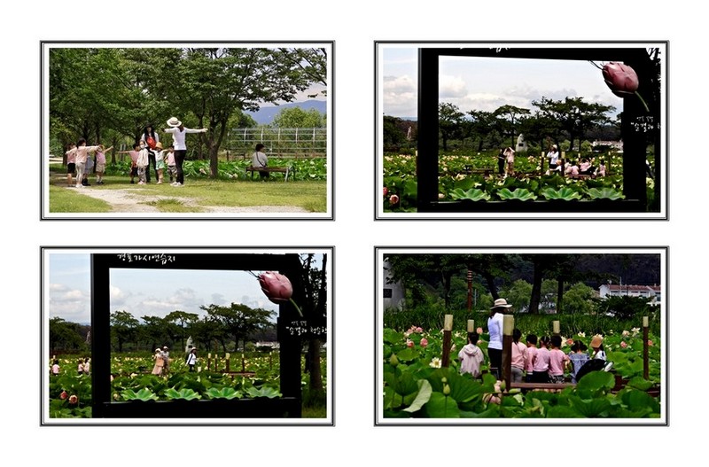 아기 들 연꽃 관찰