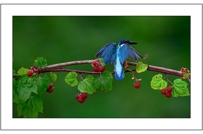 산딸기 익을때...