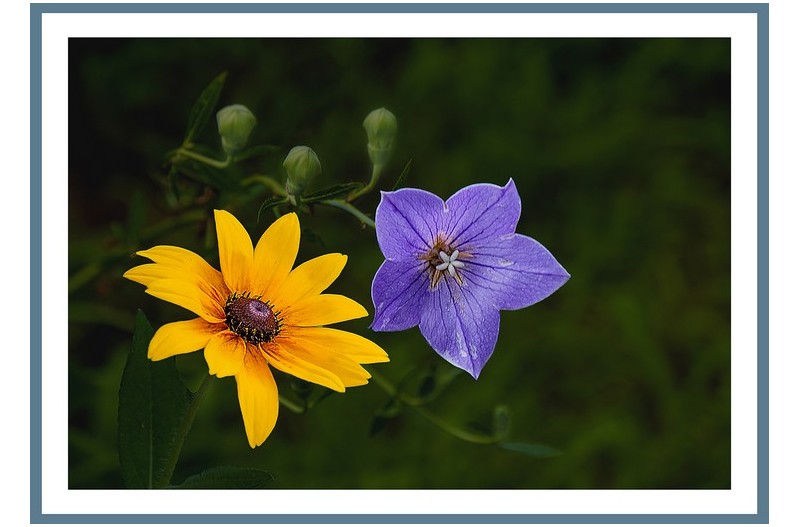 수잔 루드베키아.도라지꽃