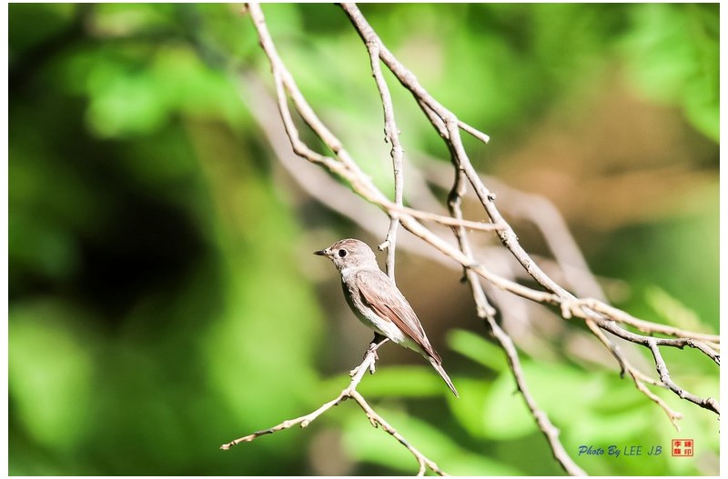 탐조중에 만난 쇠솔딱새