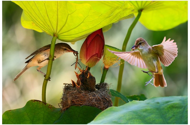 연밭에 개개비`