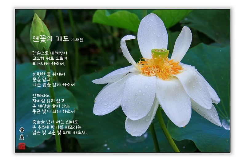 詩 연꽃의 기도 이해인