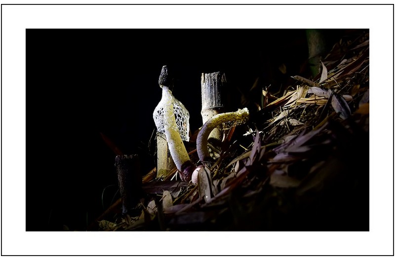 하얀망태버섯..