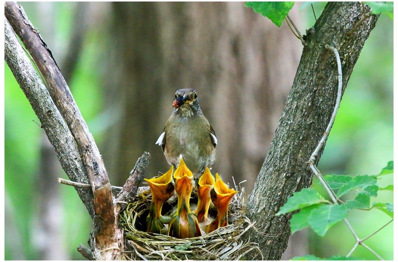 흰배직박기 육추`