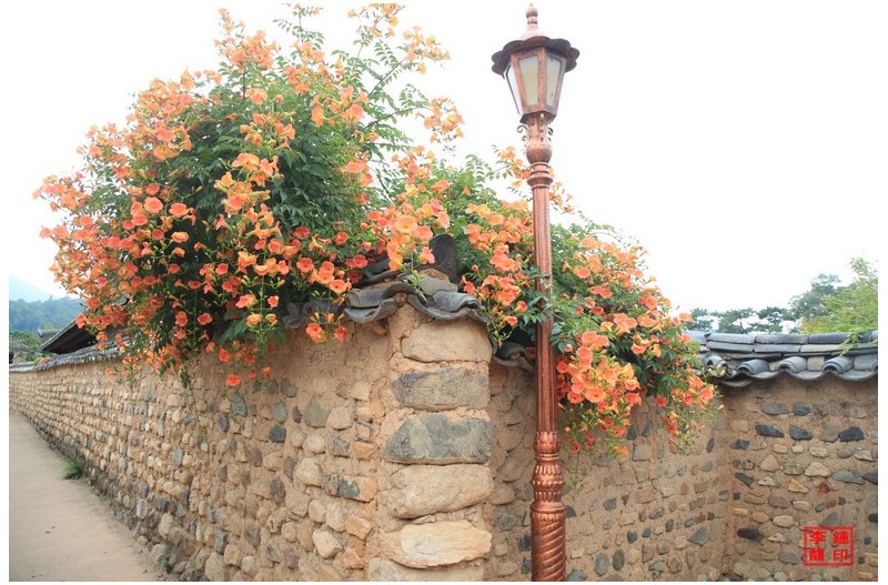 남평문씨 능소화