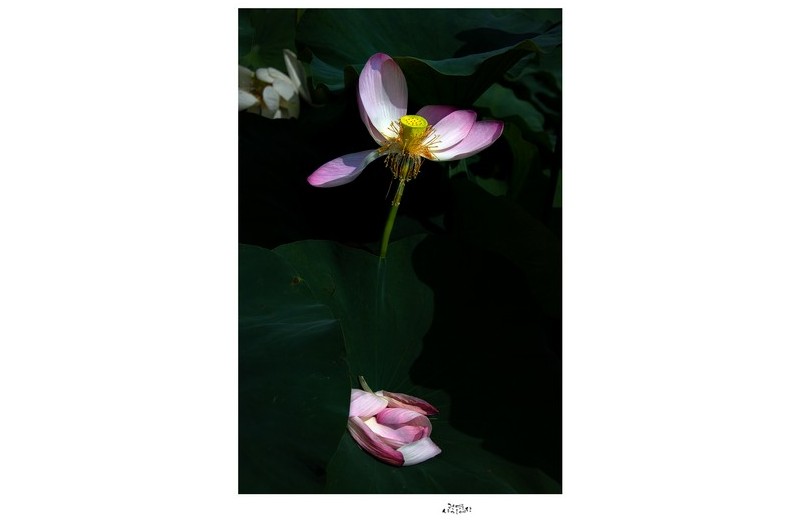 무더위에 옷 벗은 연